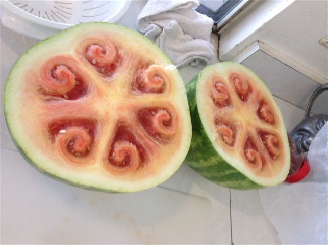 watermelon-starring